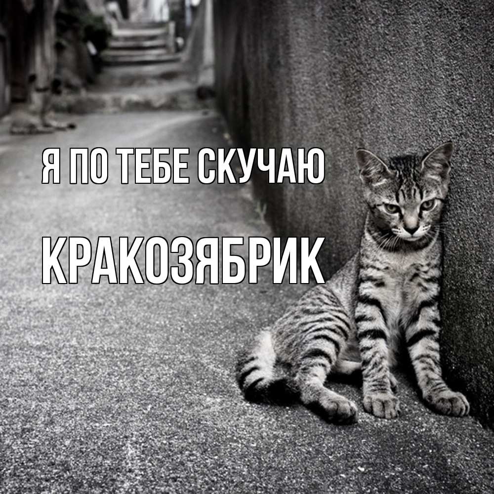 Открытка на каждый день с именем, Кракозябрик Я по тебе скучаю одиноко котику Прикольная открытка с пожеланием онлайн скачать бесплатно 