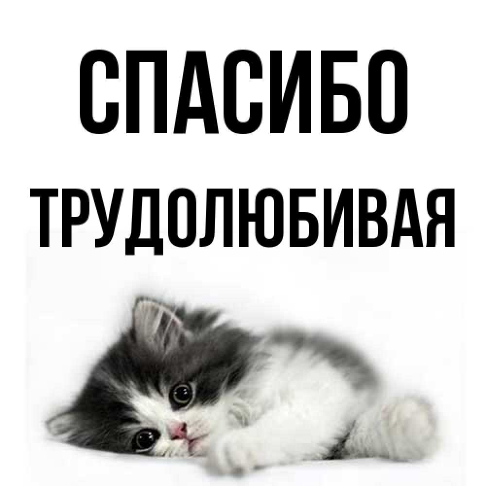 Открытка на каждый день с именем, Тpудолюбивая Спасибо черный и белый кот Прикольная открытка с пожеланием онлайн скачать бесплатно 