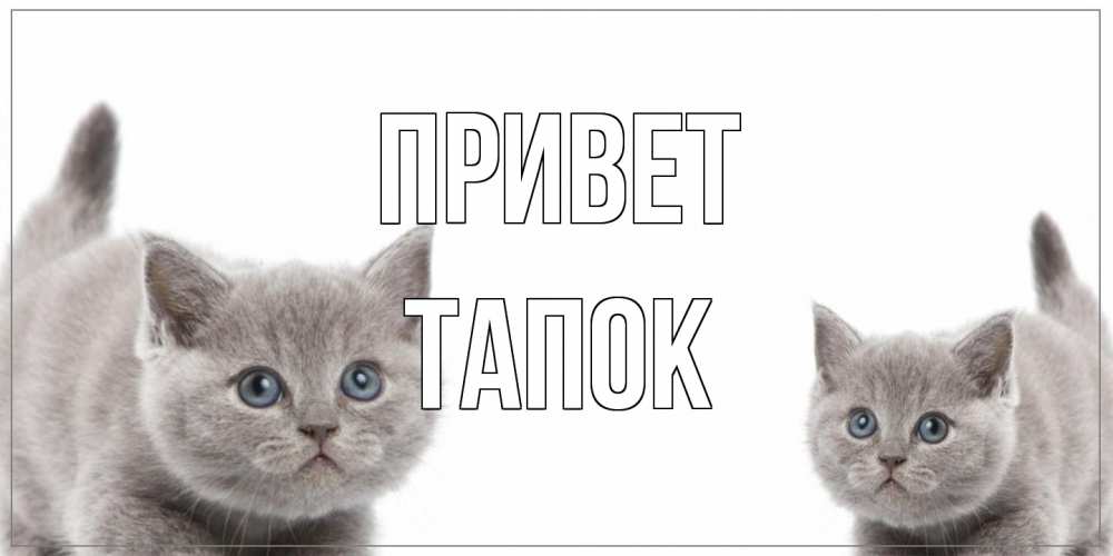 Открытка на каждый день с именем, Тапок Привет коты Прикольная открытка с пожеланием онлайн скачать бесплатно 