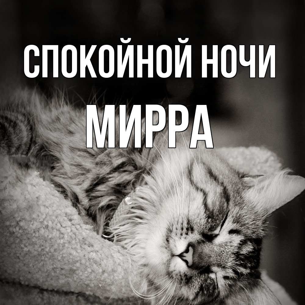 Открытка на каждый день с именем, Мирра Спокойной ночи котярик пушистый Прикольная открытка с пожеланием онлайн скачать бесплатно 