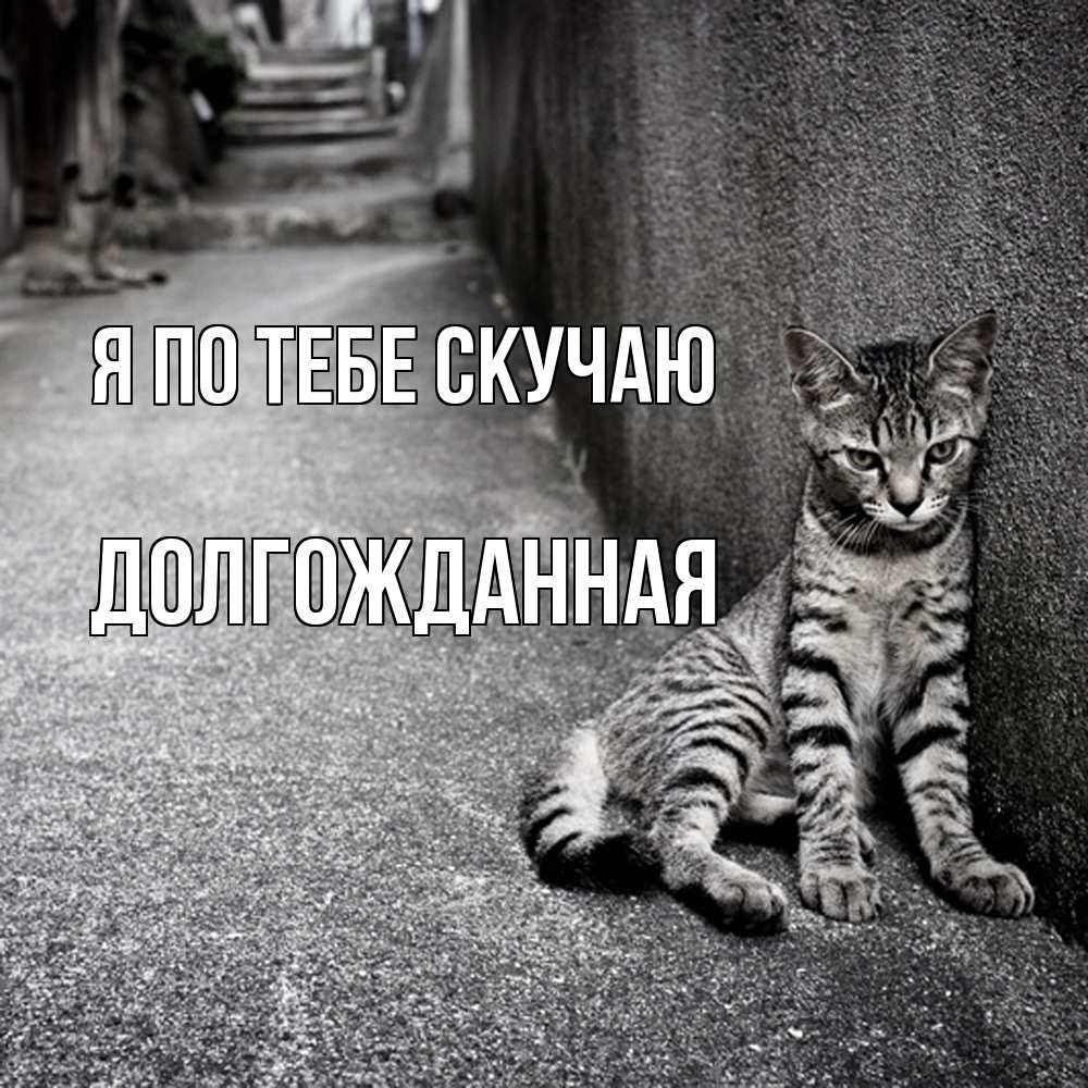 Открытка на каждый день с именем, Долгожданная Я по тебе скучаю одиноко котику Прикольная открытка с пожеланием онлайн скачать бесплатно 