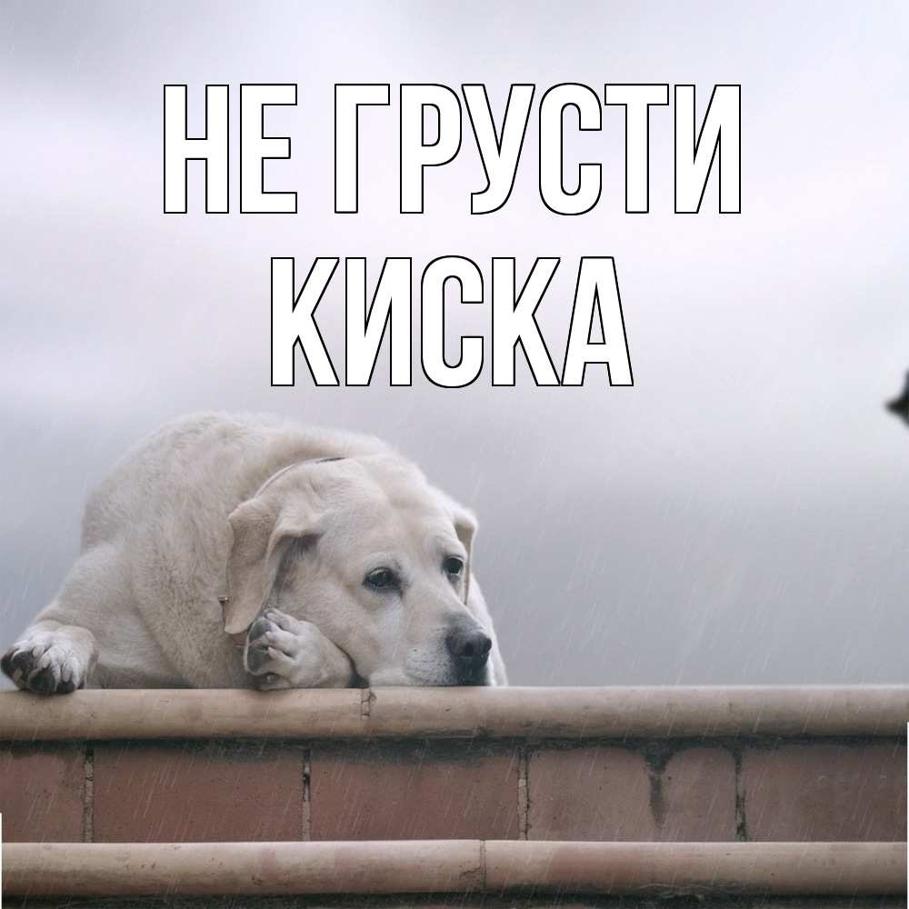 Открытка на каждый день с именем, Киска Не грусти белый пес 1 Прикольная открытка с пожеланием онлайн скачать бесплатно 