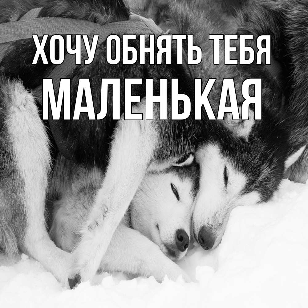 Открытка на каждый день с именем, Маленькая Хочу обнять тебя собачки в упряжке Прикольная открытка с пожеланием онлайн скачать бесплатно 