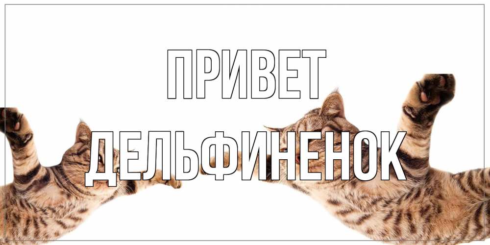 Открытка на каждый день с именем, дельфиненок Привет кот Прикольная открытка с пожеланием онлайн скачать бесплатно 
