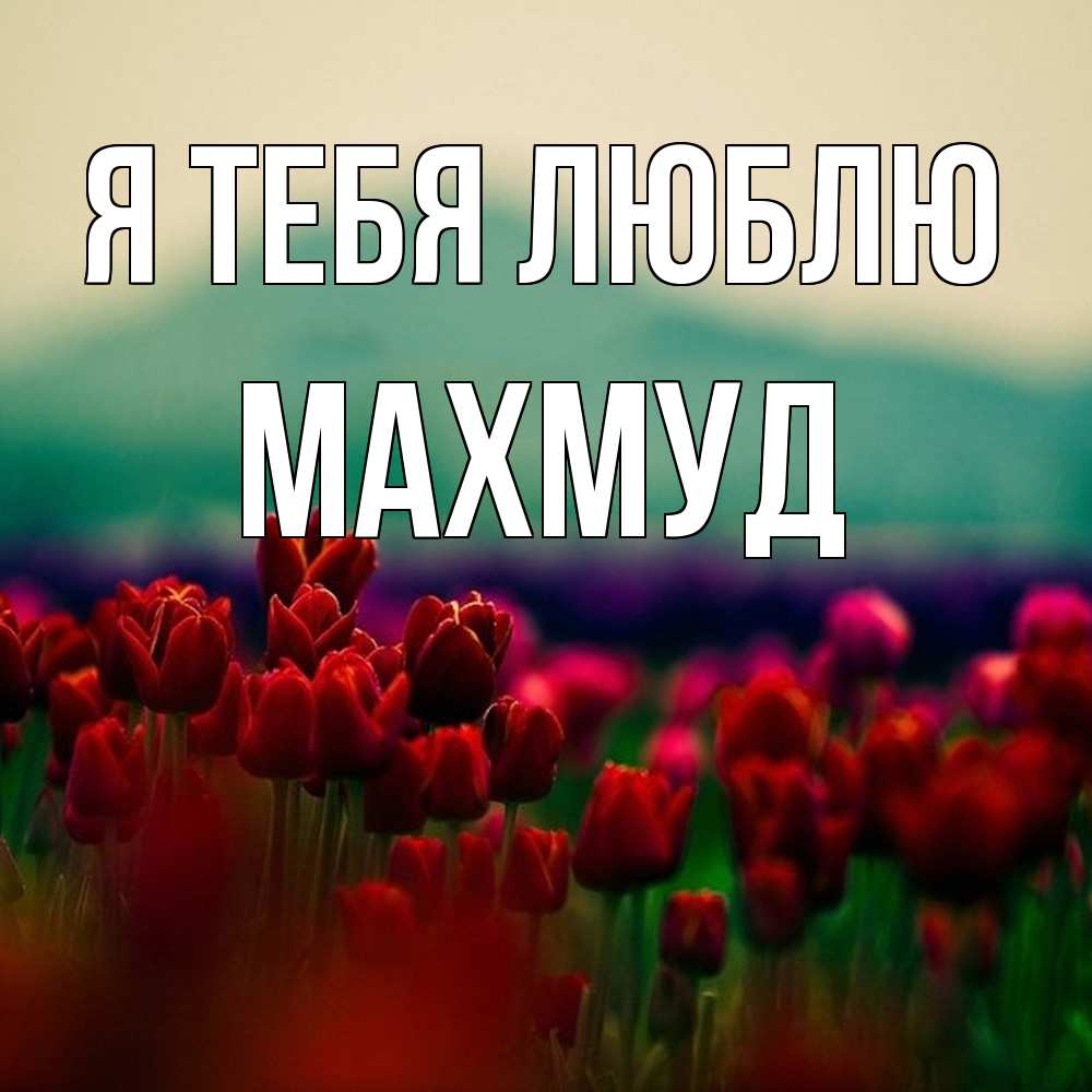 Открытка на каждый день с именем, Махмуд Я тебя люблю тюльпаны 4 Прикольная открытка с пожеланием онлайн скачать бесплатно 