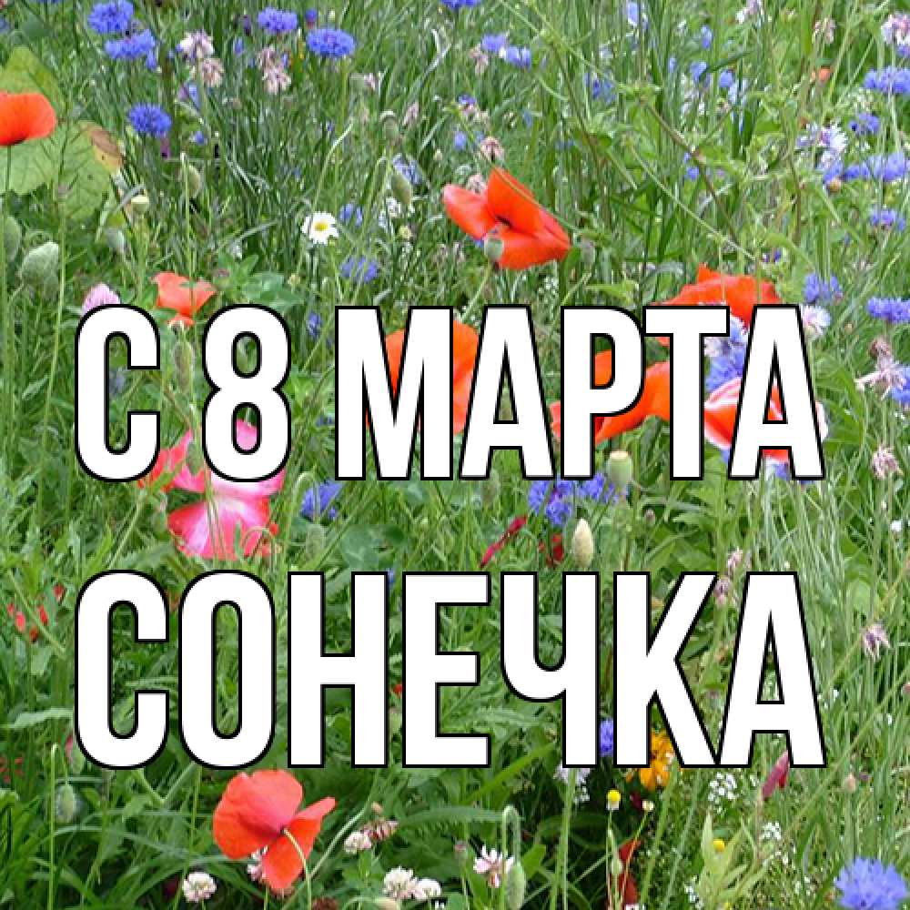 Открытка на каждый день с именем, Сонечка C 8 МАРТА международный женский день 4 Прикольная открытка с пожеланием онлайн скачать бесплатно 