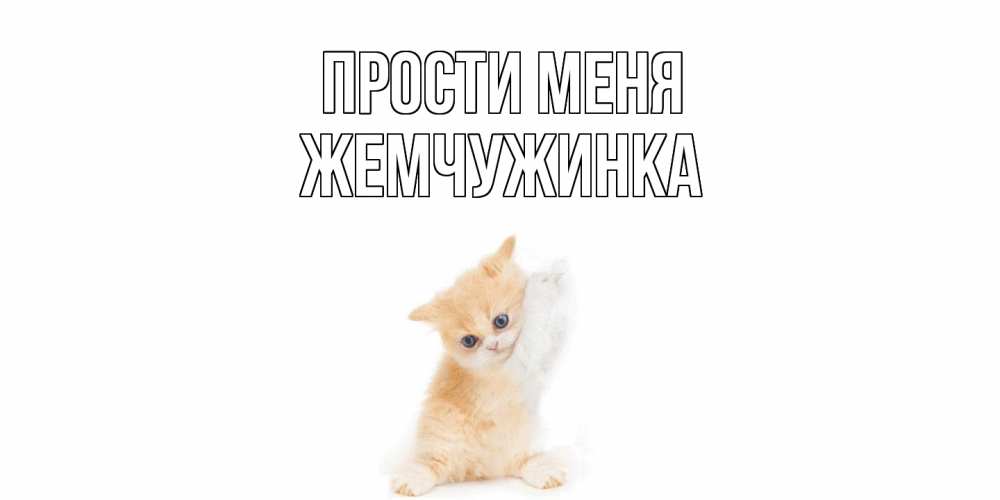 Открытка на каждый день с именем, Жемчужинка Прости меня кот Прикольная открытка с пожеланием онлайн скачать бесплатно 
