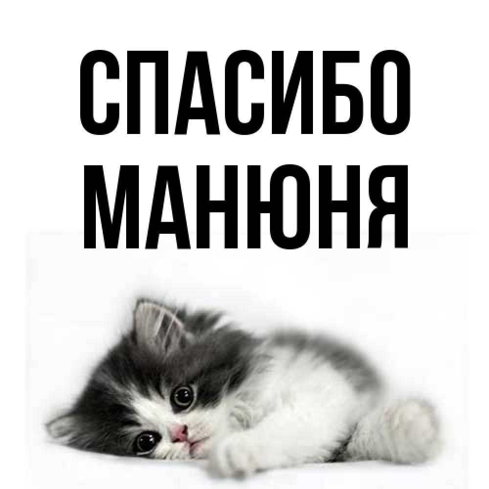 Открытка на каждый день с именем, Манюня Спасибо черный и белый кот Прикольная открытка с пожеланием онлайн скачать бесплатно 