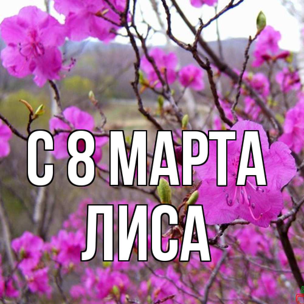 Открытка на каждый день с именем, лиса C 8 МАРТА международный женский день Прикольная открытка с пожеланием онлайн скачать бесплатно 