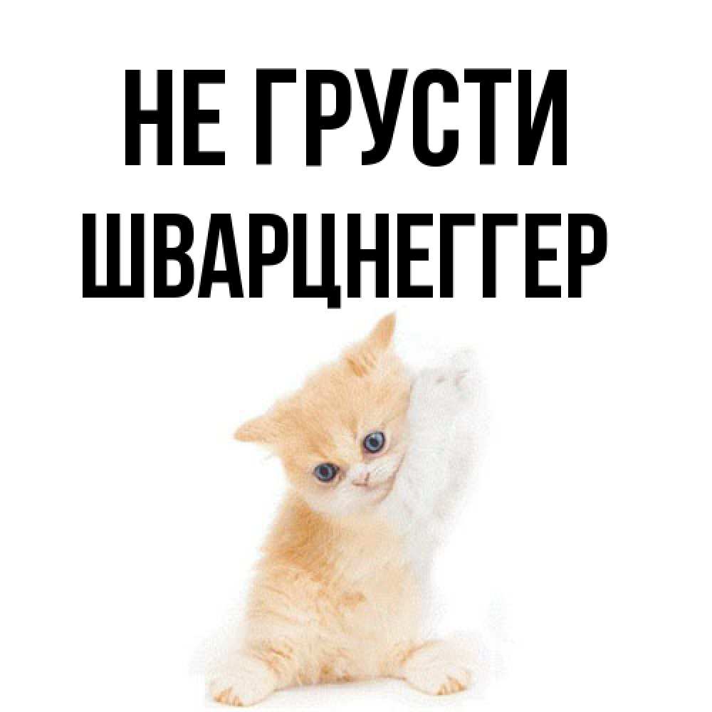 Открытка на каждый день с именем, Шварцнеггер Не грусти просящий кот Прикольная открытка с пожеланием онлайн скачать бесплатно 