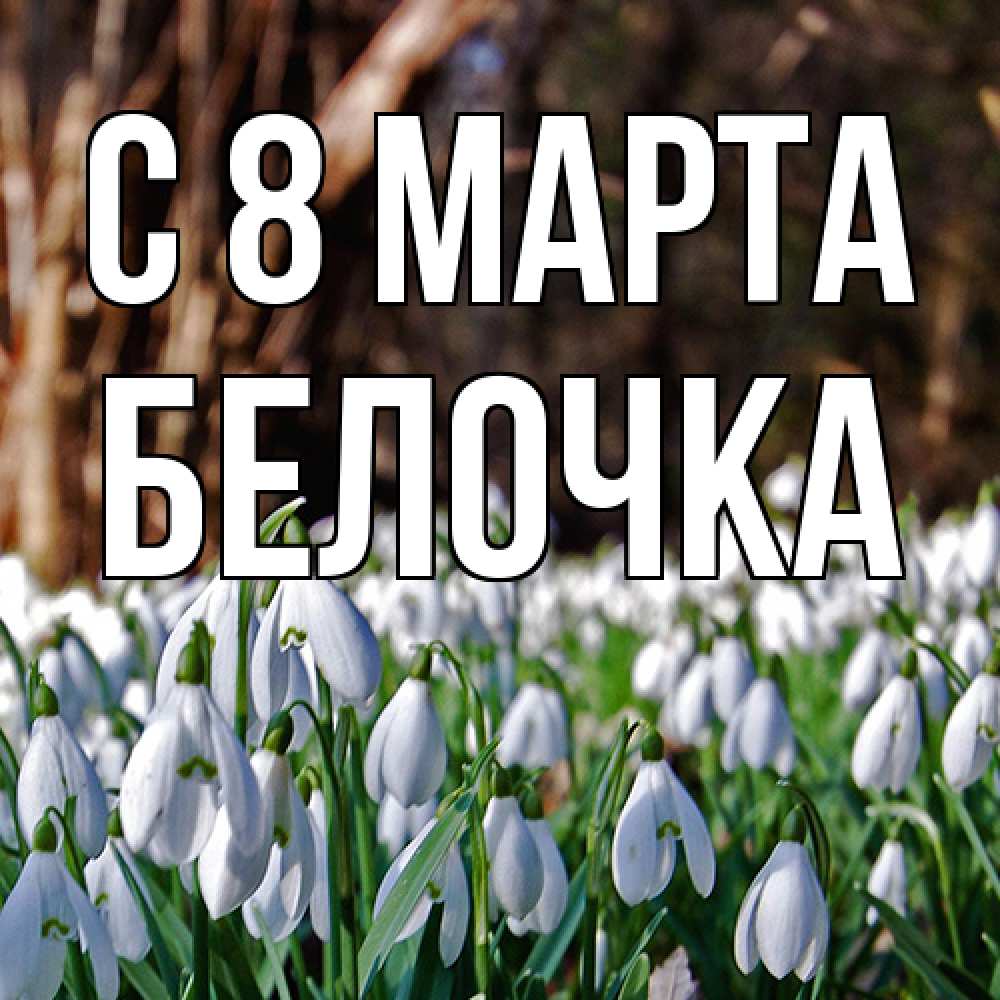 Открытка на каждый день с именем, Белочка C 8 МАРТА с подснежниками 1 Прикольная открытка с пожеланием онлайн скачать бесплатно 