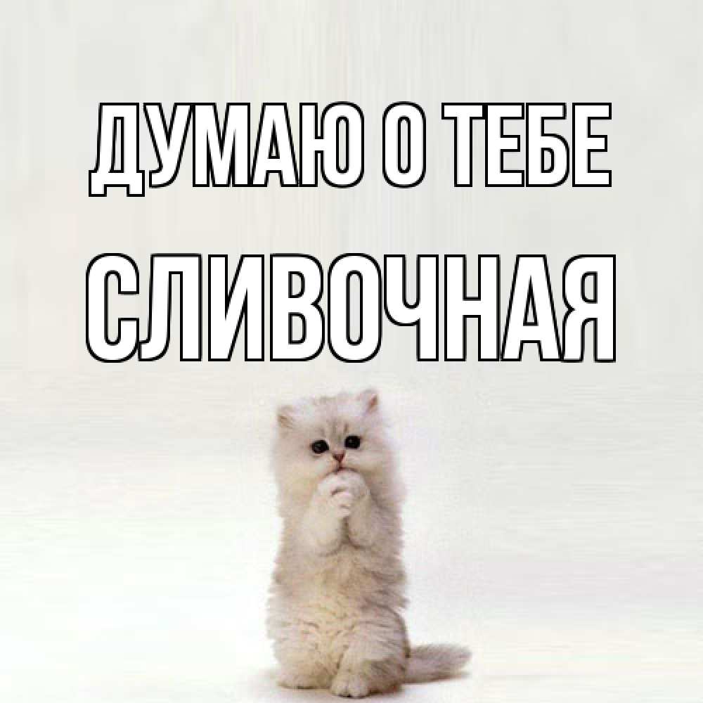 Открытка на каждый день с именем, Сливочная Думаю о тебе кот стоит на задних лапах Прикольная открытка с пожеланием онлайн скачать бесплатно 
