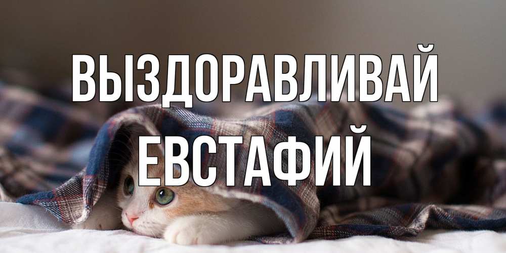 Открытка на каждый день с именем, Евстафий Выздоравливай не болейте с котиком Прикольная открытка с пожеланием онлайн скачать бесплатно 