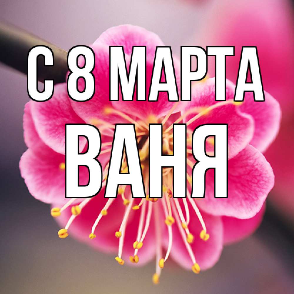 Открытка на каждый день с именем, Ваня C 8 МАРТА цветы Прикольная открытка с пожеланием онлайн скачать бесплатно 