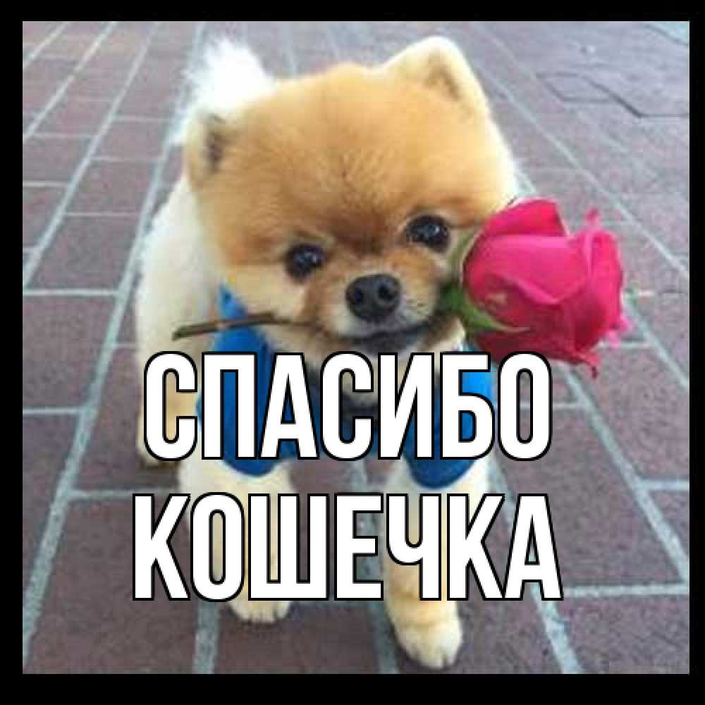 Открытка на каждый день с именем, кошечка Спасибо спасибо и дарю тебе цветок Прикольная открытка с пожеланием онлайн скачать бесплатно 