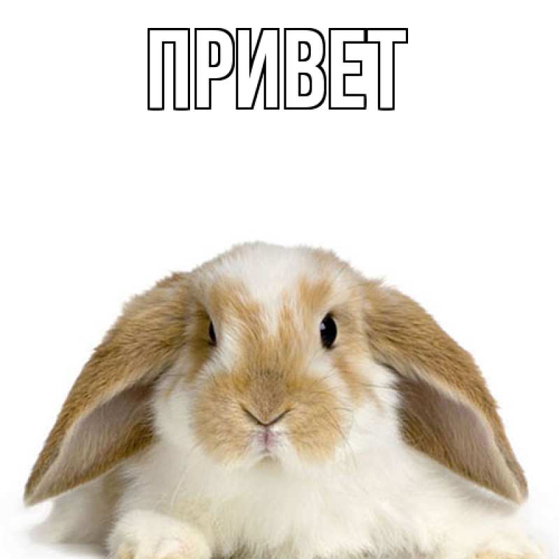 Открытка с подписью, открытка-бесплатно, Привет