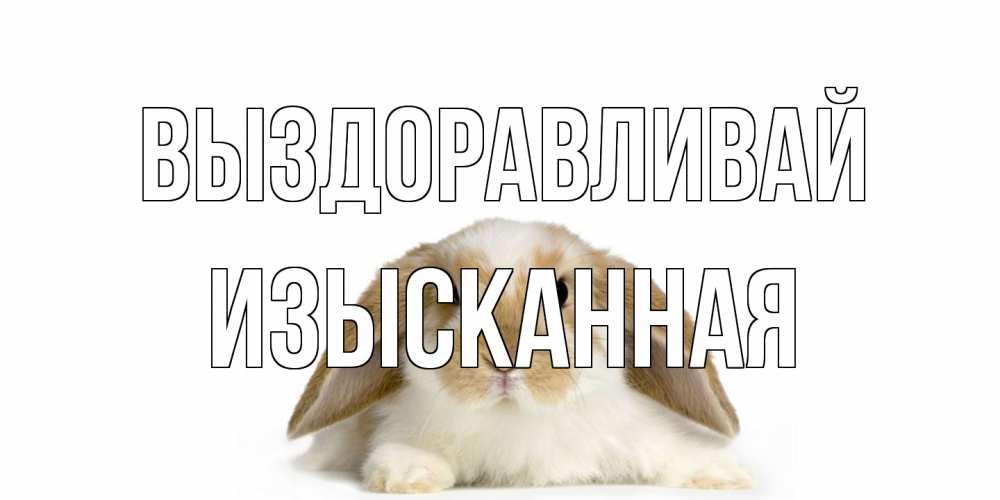 Открытка на каждый день с именем, изысканная Выздоравливай вислоухий кролик белого и коричневого цвета Прикольная открытка с пожеланием онлайн скачать бесплатно 