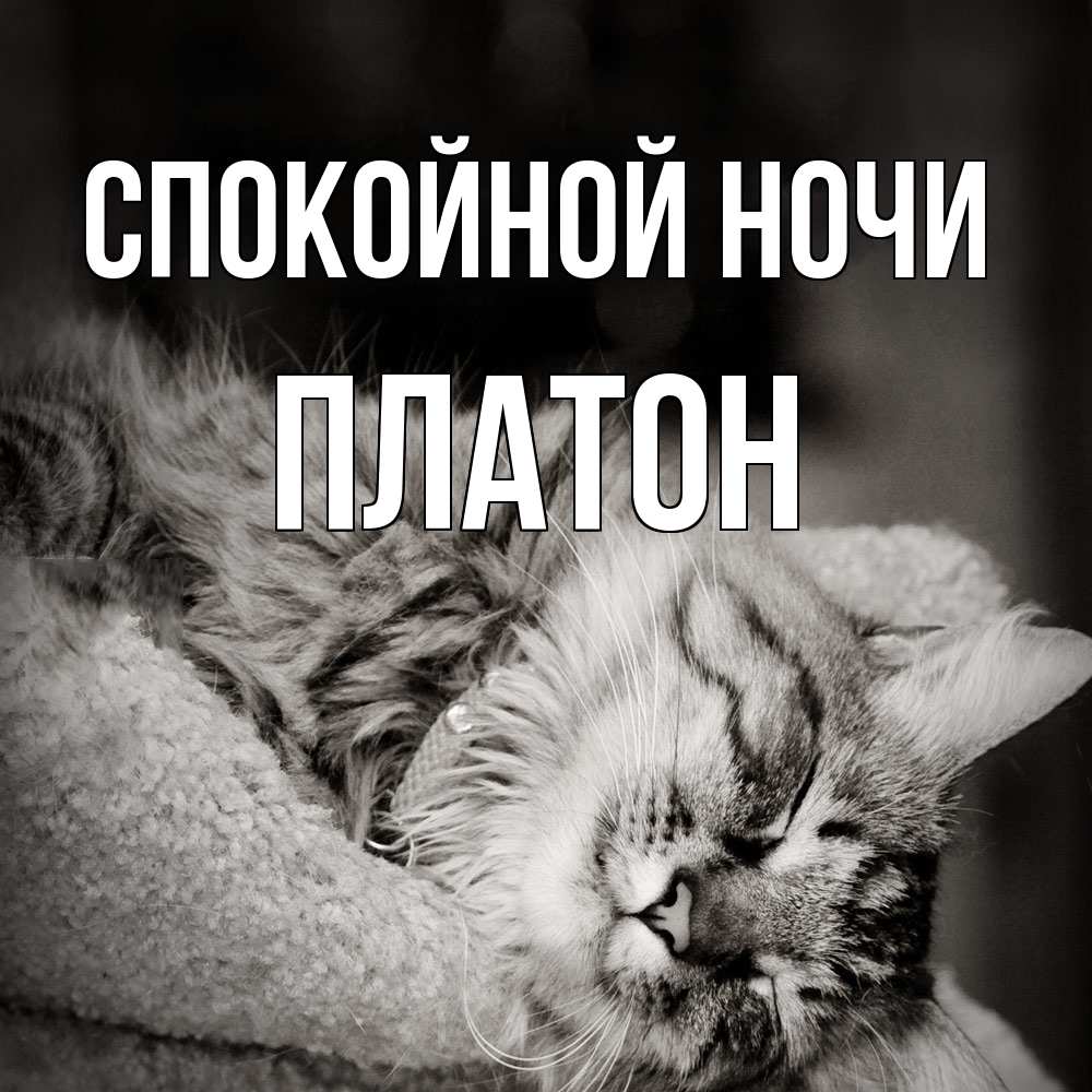 Открытка на каждый день с именем, Платон Спокойной ночи котярик пушистый Прикольная открытка с пожеланием онлайн скачать бесплатно 