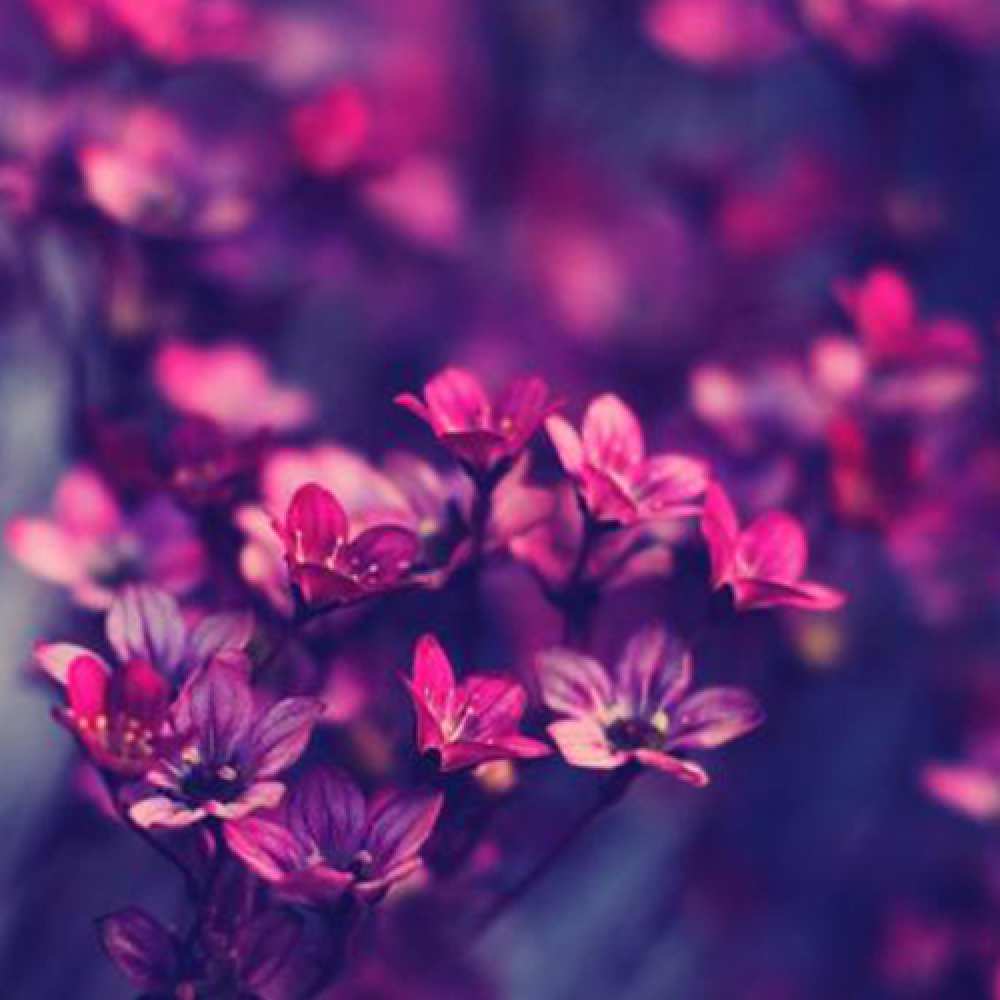 Открытка на каждый день с именем, Луиза C 8 МАРТА небольшие цветы 1 Прикольная открытка с пожеланием онлайн скачать бесплатно 