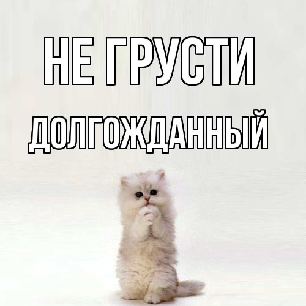 Открытка на каждый день с именем, Долгожданный Не грусти грустный кот Прикольная открытка с пожеланием онлайн скачать бесплатно 