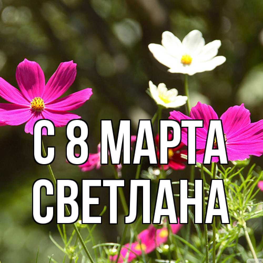 Открытка на каждый день с именем, Светлана C 8 МАРТА цветы Прикольная открытка с пожеланием онлайн скачать бесплатно 