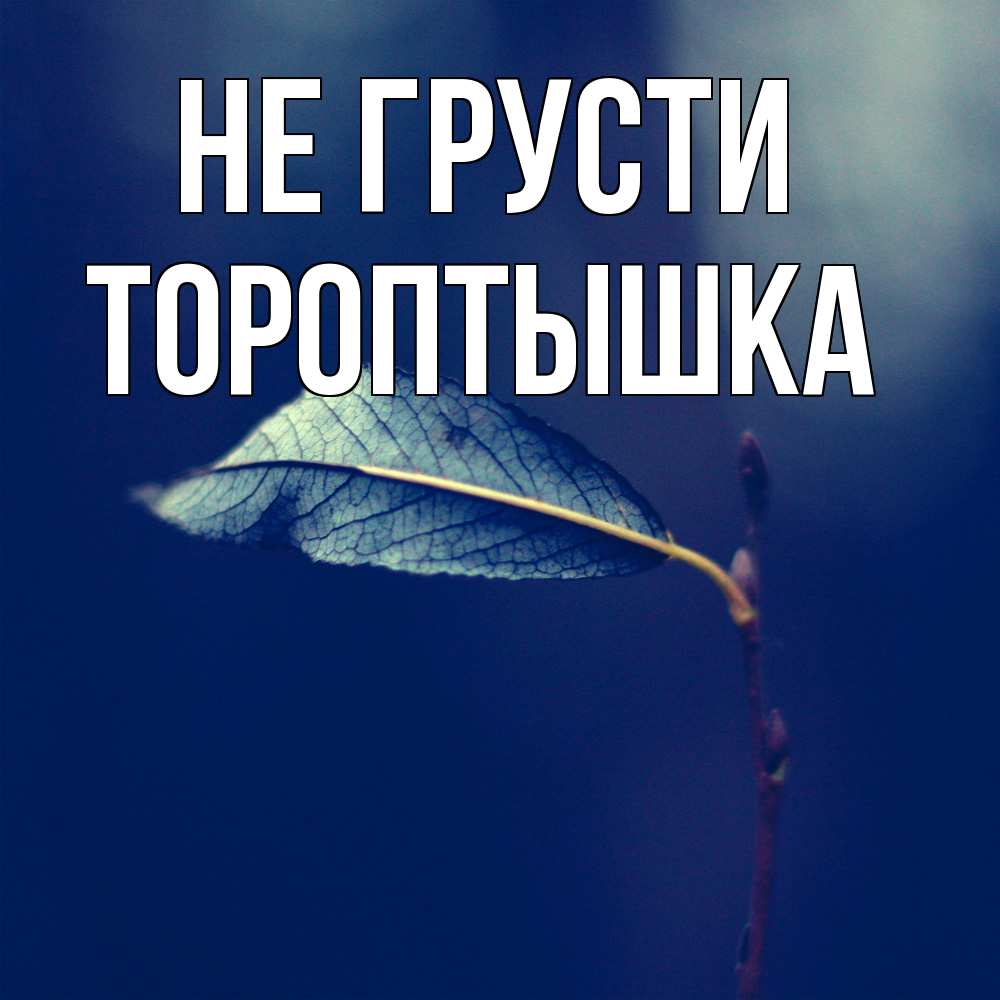 Открытка на каждый день с именем, Тороптышка Не грусти растение Прикольная открытка с пожеланием онлайн скачать бесплатно 