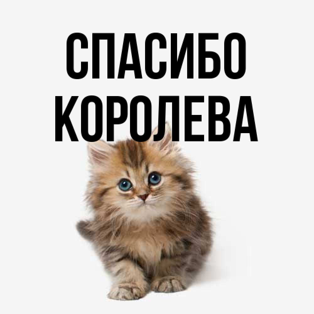 Открытка на каждый день с именем, королева Спасибо пушистый котик Прикольная открытка с пожеланием онлайн скачать бесплатно 