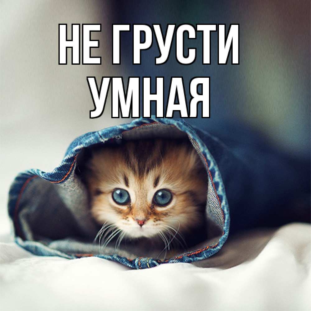 Открытка на каждый день с именем, Умная Не грусти рыжик котик Прикольная открытка с пожеланием онлайн скачать бесплатно 