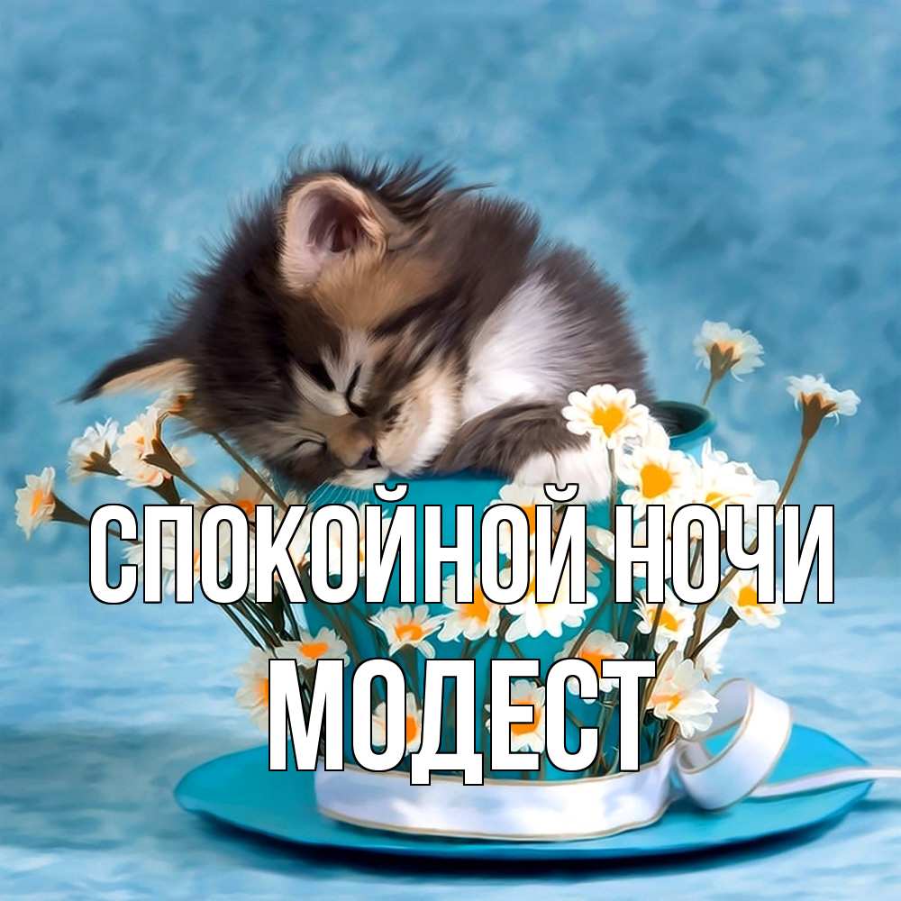 Открытка на каждый день с именем, Модест Спокойной ночи котенок спит в кружке с блюдцем Прикольная открытка с пожеланием онлайн скачать бесплатно 