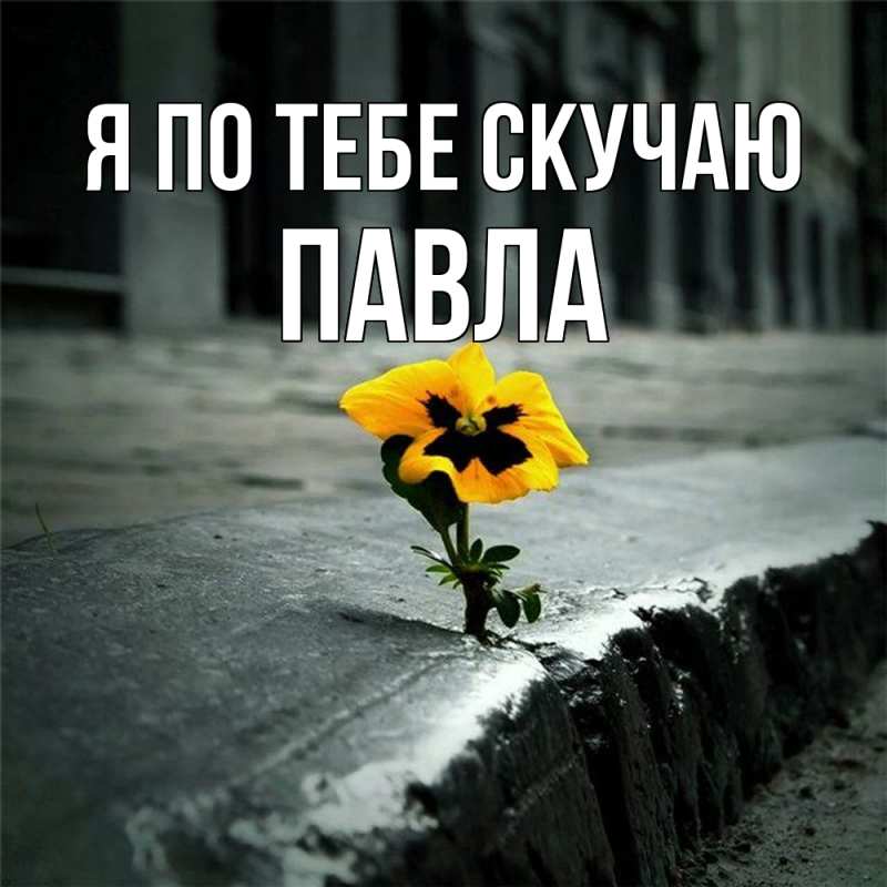 Картинка Я по тебе скучаю, Павла