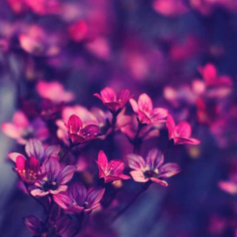 Картинка C 8 МАРТА, Филипп