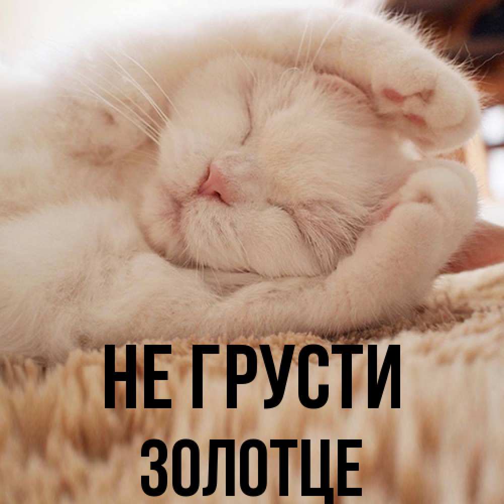 Открытка на каждый день с именем, Золотце Не грусти Котенок спит Прикольная открытка с пожеланием онлайн скачать бесплатно 
