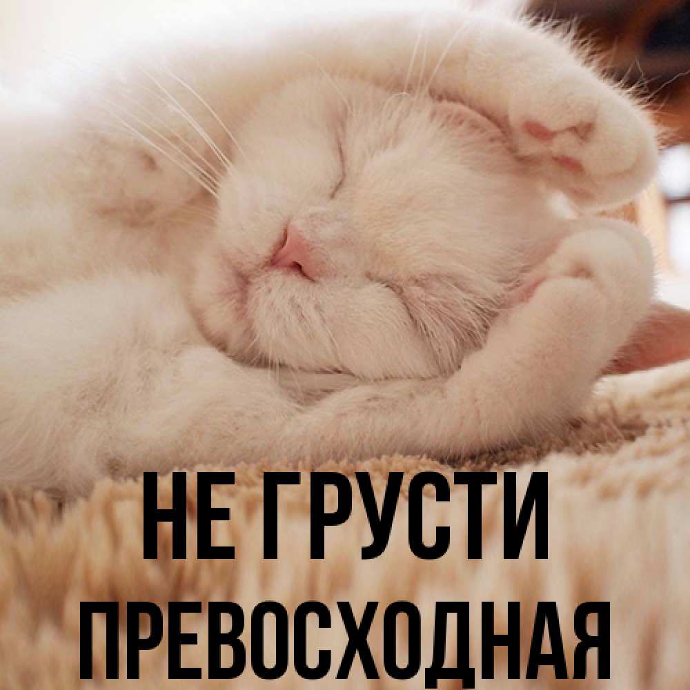 Открытка на каждый день с именем, Пpевосходная Не грусти Котенок спит Прикольная открытка с пожеланием онлайн скачать бесплатно 