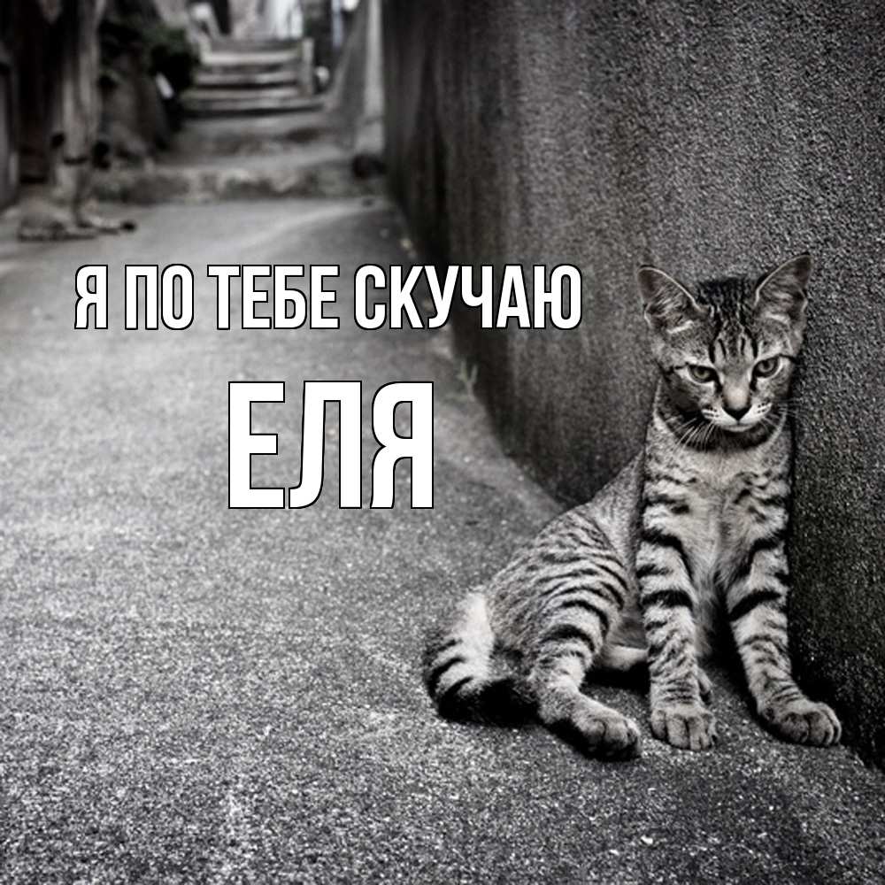 Открытка на каждый день с именем, Еля Я по тебе скучаю одиноко котику Прикольная открытка с пожеланием онлайн скачать бесплатно 