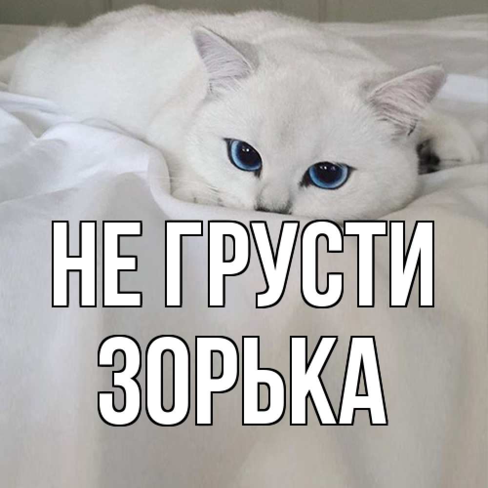 Открытка на каждый день с именем, Зоpька Не грусти белый кот с голубыми глазами на белоснежной кровати Прикольная открытка с пожеланием онлайн скачать бесплатно 