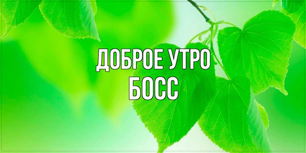 Открытка на каждый день с именем, Босс Доброе утро доброе утро с березовыми листьями Прикольная открытка с пожеланием онлайн скачать бесплатно 