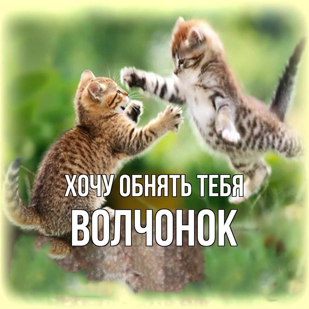 Открытка на каждый день с именем, Волчонок Хочу обнять тебя игры котят Прикольная открытка с пожеланием онлайн скачать бесплатно 