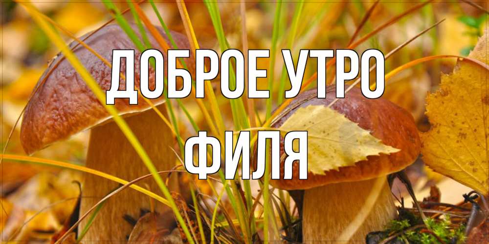 Открытка на каждый день с именем, Филя Доброе утро осенние грибы Прикольная открытка с пожеланием онлайн скачать бесплатно 