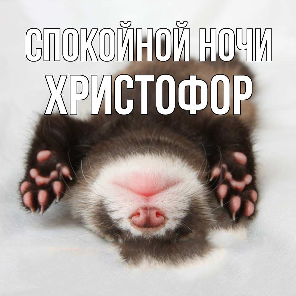 Открытка на каждый день с именем, Христофор Спокойной ночи зверек Прикольная открытка с пожеланием онлайн скачать бесплатно 