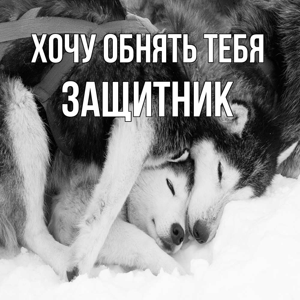 Открытка на каждый день с именем, Защитник Хочу обнять тебя собачки в упряжке Прикольная открытка с пожеланием онлайн скачать бесплатно 