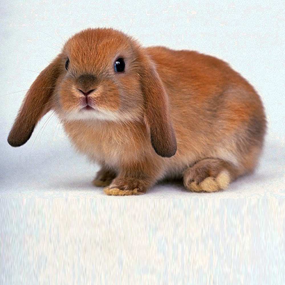 Открытка на каждый день с именем, Пусечка Не грусти вислоухий рыжий кролик Прикольная открытка с пожеланием онлайн скачать бесплатно 