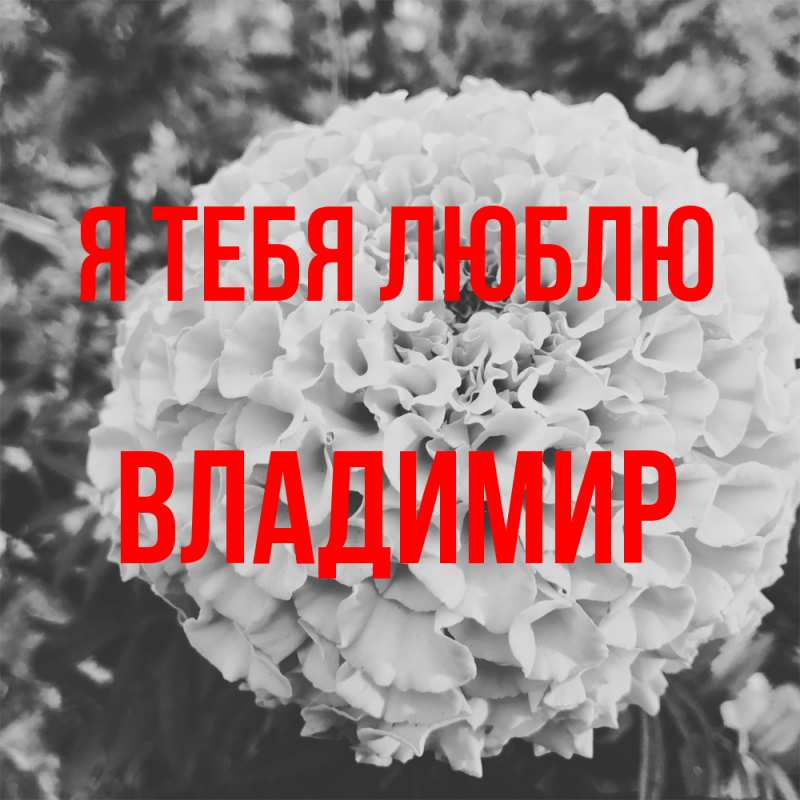 Картинка Я тебя люблю, Владимир