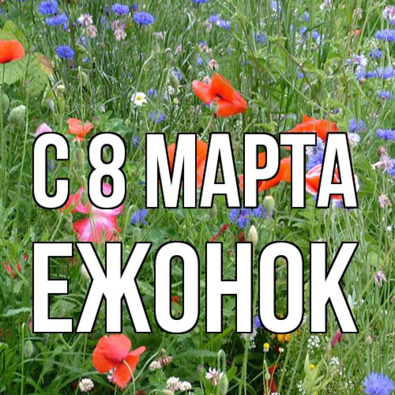 Картинка C 8 МАРТА, Ежонок