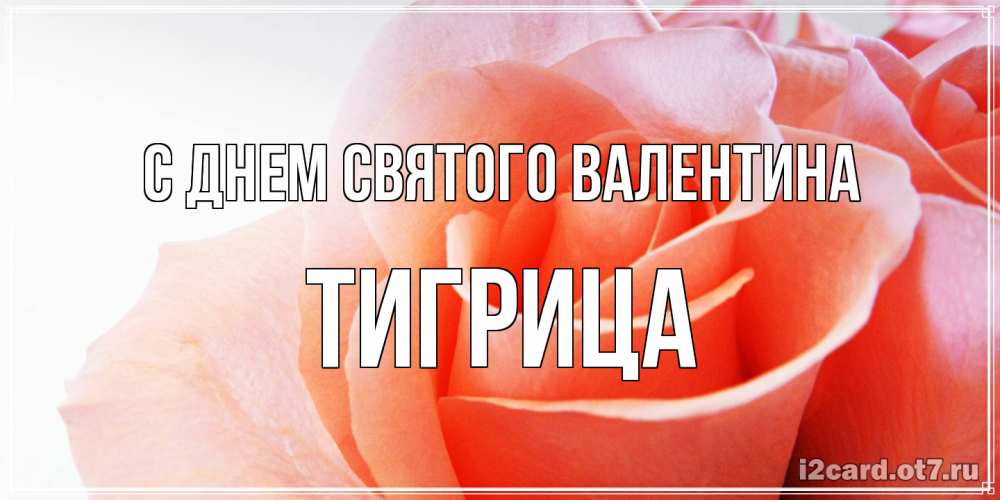 Открытка на каждый день с именем, Тигрица С днем Святого Валентина открытка на день Святого Валентина с розовой розой Прикольная открытка с пожеланием онлайн скачать бесплатно 