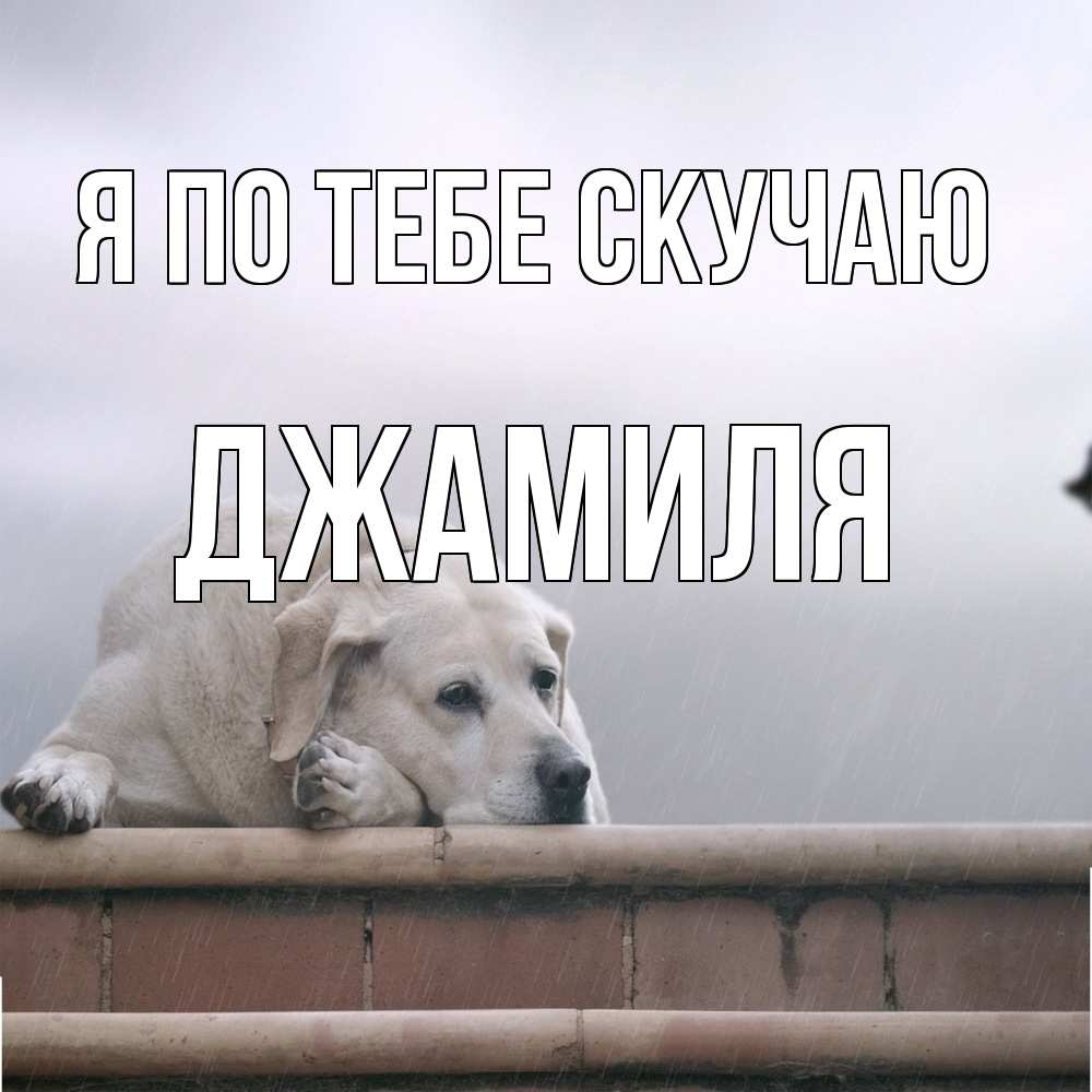 Открытка на каждый день с именем, Джамиля Я по тебе скучаю ждет Прикольная открытка с пожеланием онлайн скачать бесплатно 