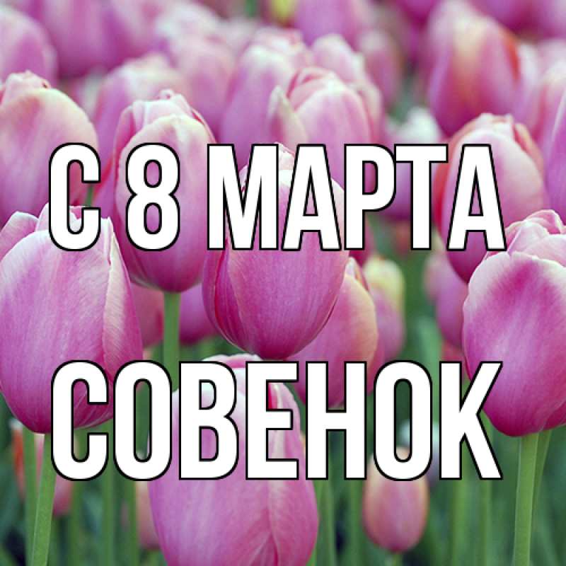 Картинка C 8 МАРТА, совенок