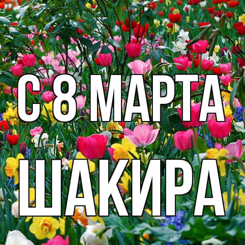 Открытка на каждый день с именем, Шакира C 8 МАРТА с международным женским днем поздравления для женщины Прикольная открытка с пожеланием онлайн скачать бесплатно 
