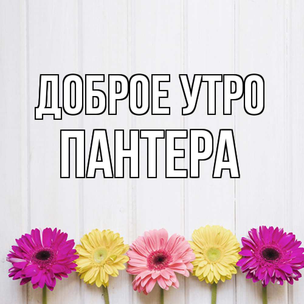 Открытка на каждый день с именем, Пантера Доброе утро красный желтый и розовый цветок Прикольная открытка с пожеланием онлайн скачать бесплатно 