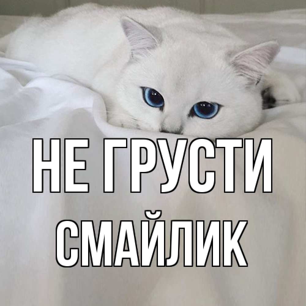 Открытка на каждый день с именем, Смайлик Не грусти белый кот с голубыми глазами на белоснежной кровати Прикольная открытка с пожеланием онлайн скачать бесплатно 