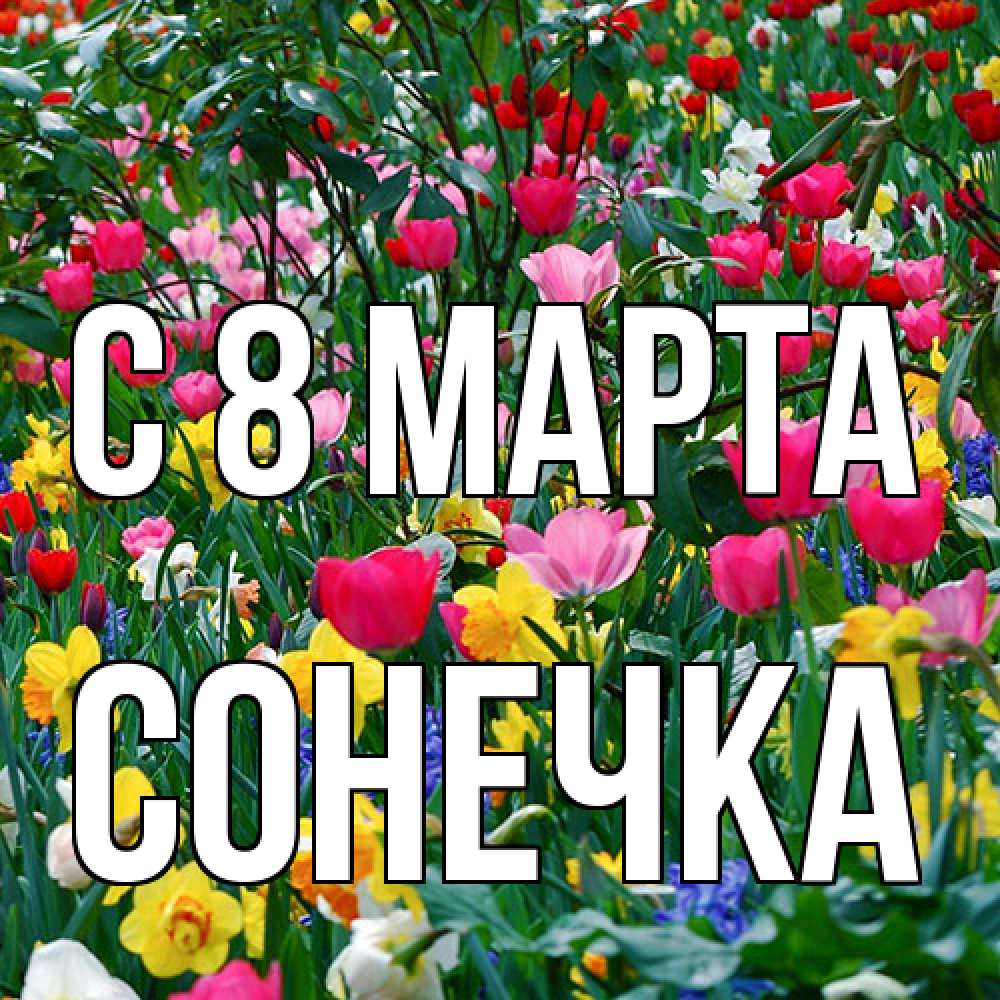 Открытка на каждый день с именем, Сонечка C 8 МАРТА с международным женским днем поздравления для женщины Прикольная открытка с пожеланием онлайн скачать бесплатно 